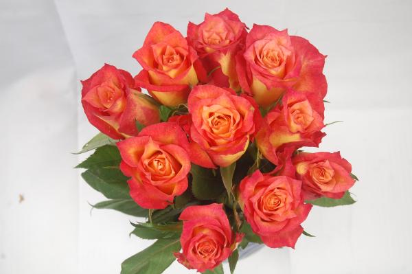 Rose LAMPION